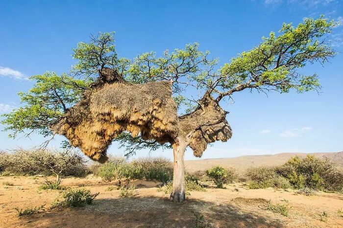 Sociable Weaver's Bird's Nest, The Largest Nests In The World