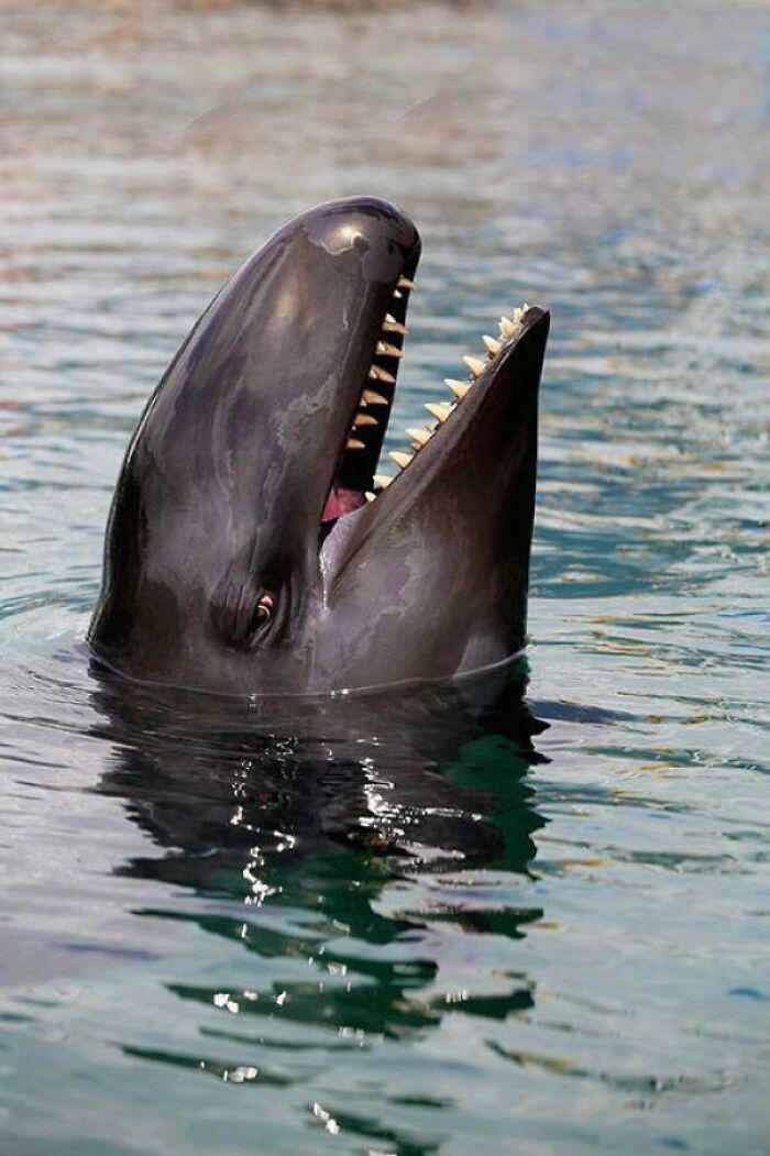 Orca’s More Menacing Relative. The False Killer Whale