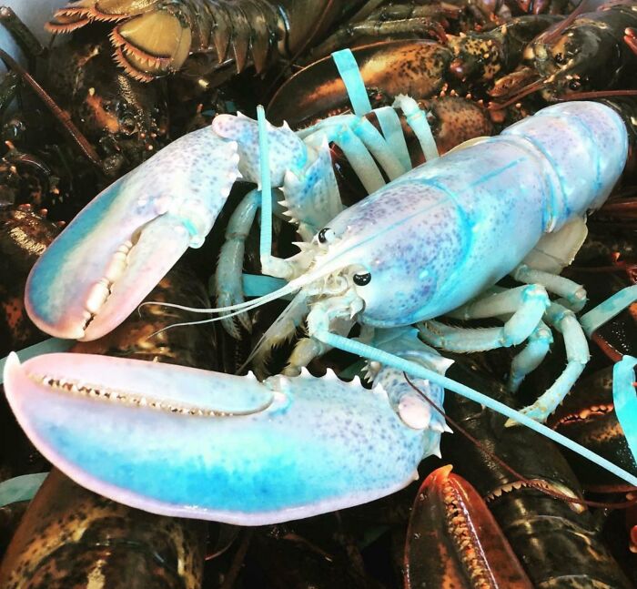1 In 100 Million , Meet The “ Cotton Candy Lobster “
