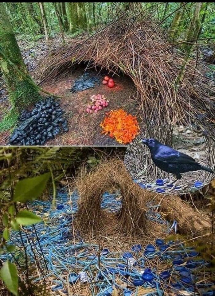 Bower Birds Create Elaborate Structures Around Their Nest To Attract A Mate