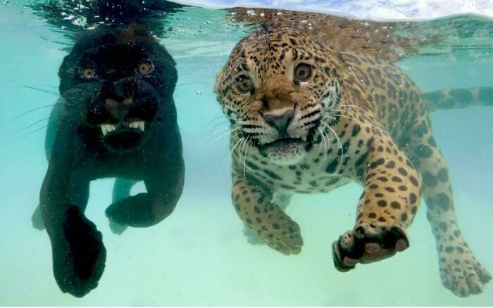 Jaguares nadando