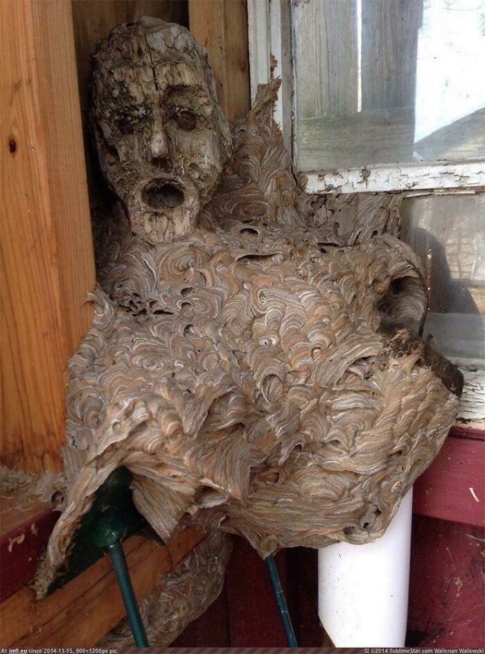 A Colony Of Wasps Commandeered An Abandoned Mask For Their Nest