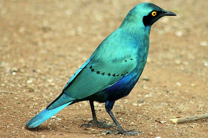 The Iridescent Plumage Of The Greater Blue-Eared Starling