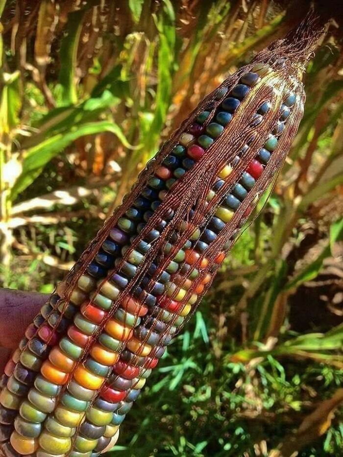 Esta variedad nativa americana de maíz de llama "gema de cristal" y sí, crece así