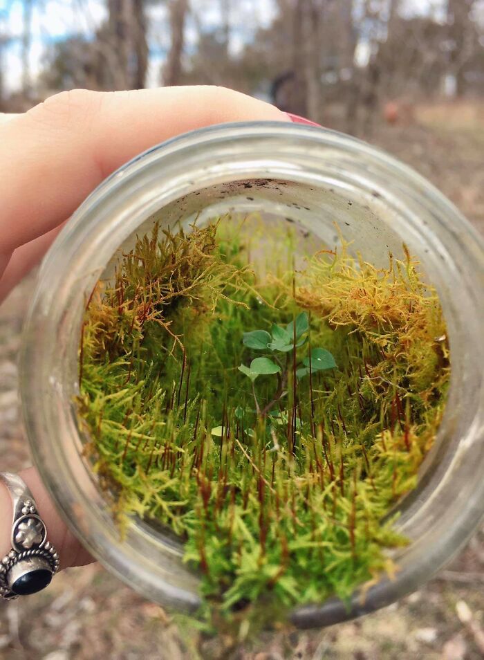 A Discarded Mason Jar Turned Into A Magical, Wee Nature Pod