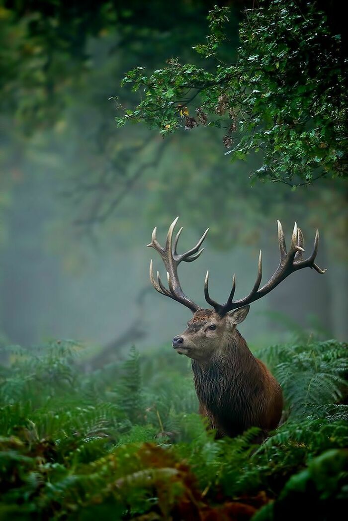 A Deer Passing Through Foggy Woods
