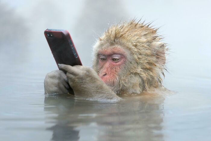 Macaco japonés divirtiéndose tras robarle el móvil a alguien