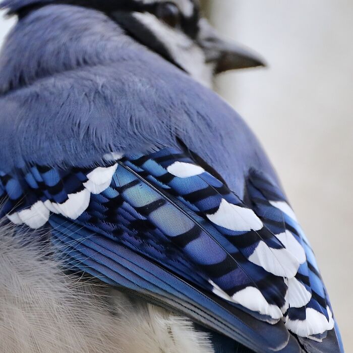 Blue Jay Feathers Close Up