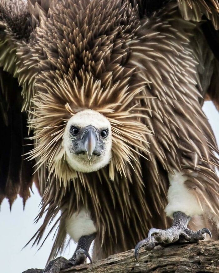 Cape Vulture, Africa’s Heaviest Vulture And Breeding Bird Of Prey