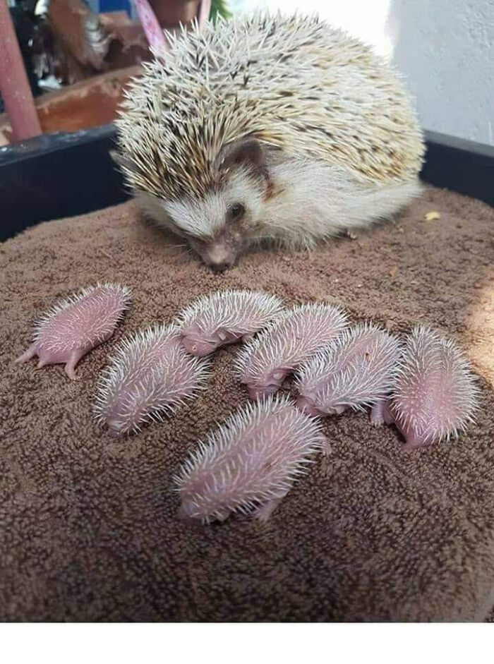 Mother Hedgehog With New Born Babies