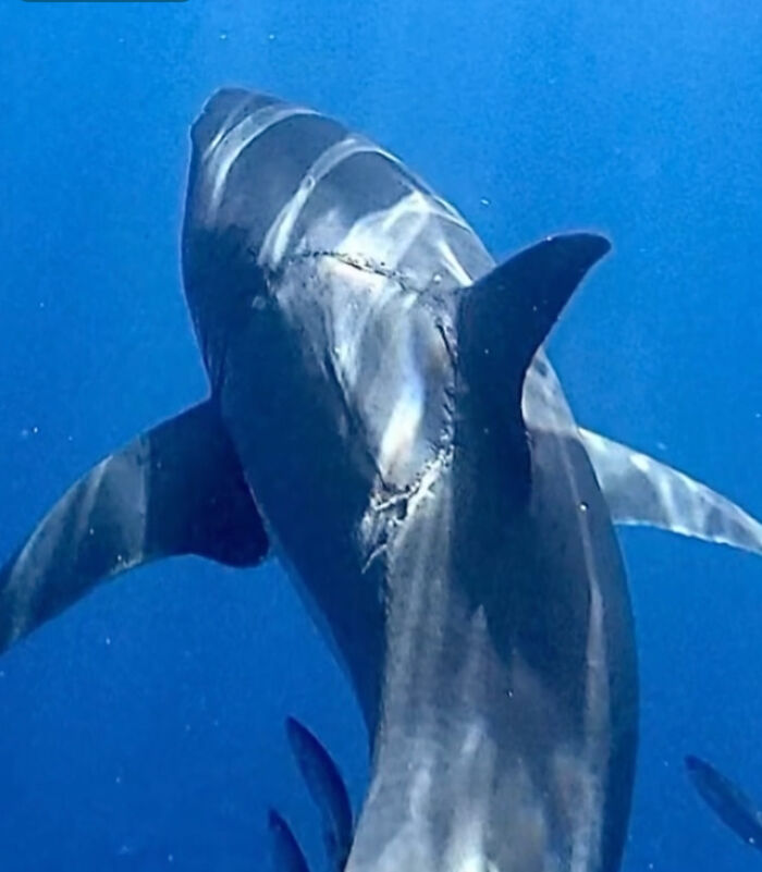 Great White Shark Photographed With Massive Bite Mark On Its Body
