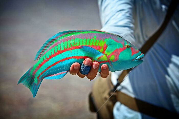 The Hawaiian Surge Wrasse Doesn’t Even Look Real, The Neon Coloring Is Totally Natural!