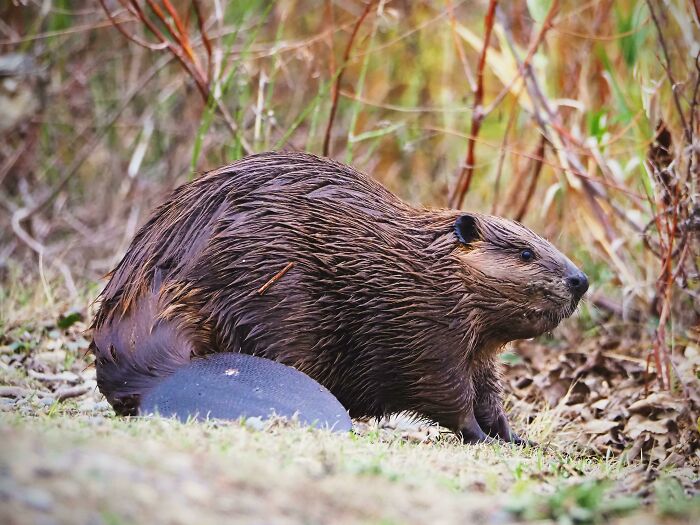 Saw My First Beaver Today And Wanted To Share