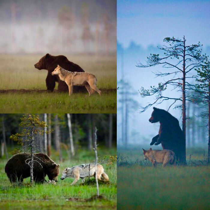 Oso pardo y lobo que cazaron juntos y compartieron la comida durante más de 10 días en Finlandia. Créditos: Lassi Rautiainen