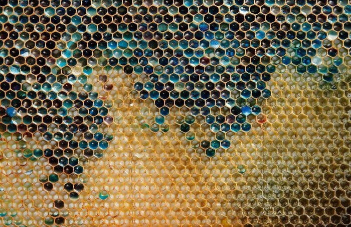 Beekeepers In Northeastern France Found Themselves In A Sticky Situation After Bees From Their Hives Began Producing Honey In Shades Of Blue And Green. Later They Discovered That The Bees Were Visiting A Local M&m Factory