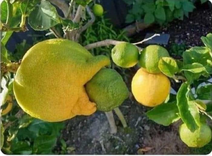 Lemon Cannibalism. Could We Call It “Pac-Man” Lemon ?