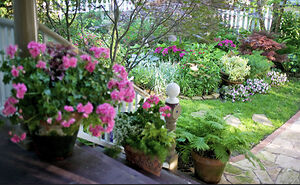 Hey Pandas, Post A Picture Of Your Garden