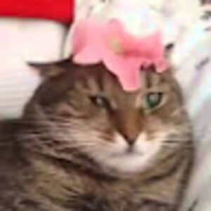 elvistheunicorn avatar