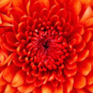 stephaniebrown_1 avatar