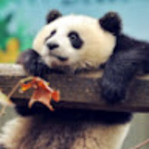 annabellehorton avatar