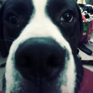 crazybutterfly1996 avatar