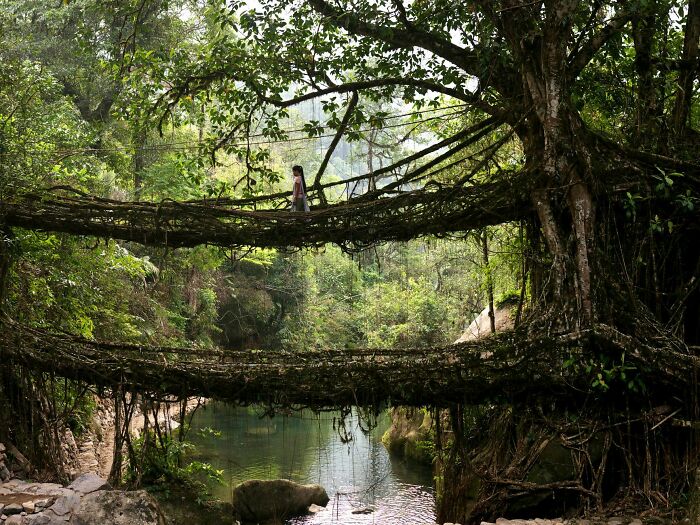 I Am Indigenous Khasi From Meghalaya, India. Our Ancestors Built Bridges From Roots A Long Time Ago. We Have Very Little Pre-Colonial History, So Not Sure How We Got Started. Of Course Maybe Not Solarpunk Because It Is Not In Urban Setting. But I Still Like To Hope/Think We Were The Og Solarpunk 