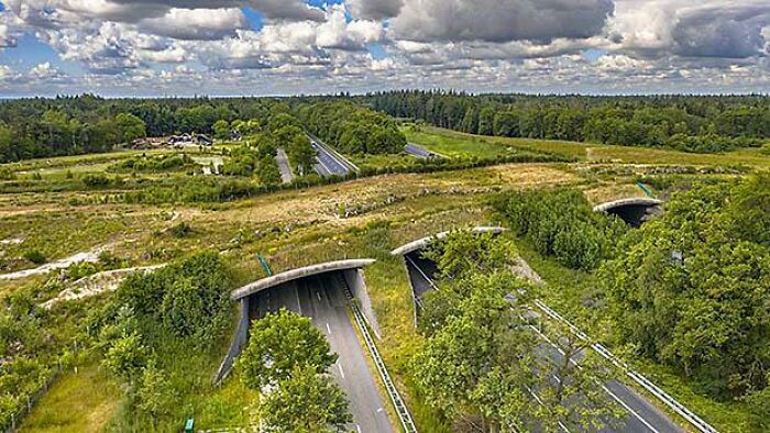 Ecoducts: Green Bridges That Allow Wildlife To Cross Highways, Creating Connected Natural Areas