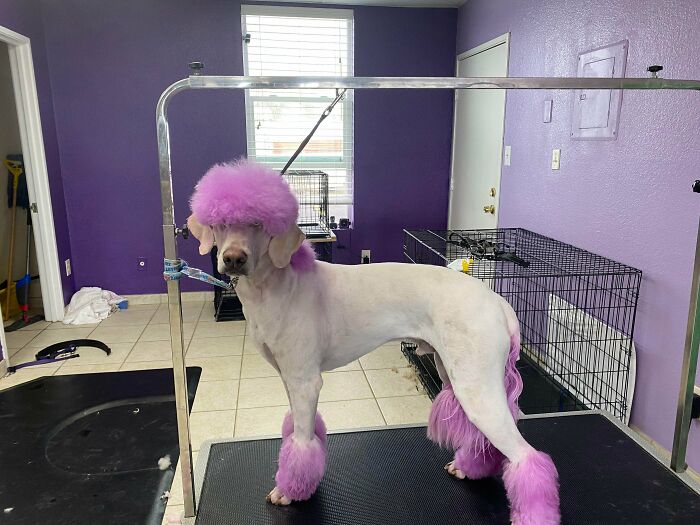 I Like To Let My Groomer Have Fun With My Goldendoodle Service Dog
