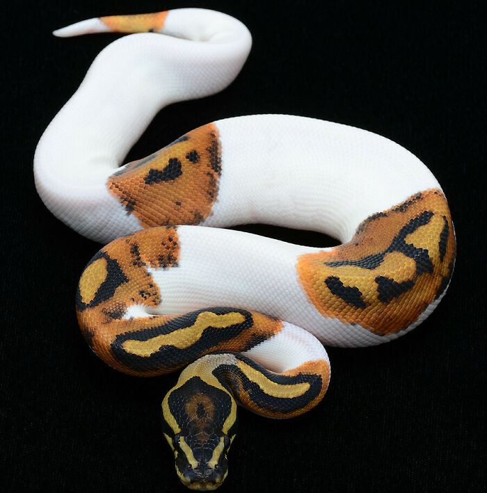A Python With Piebald Mutation