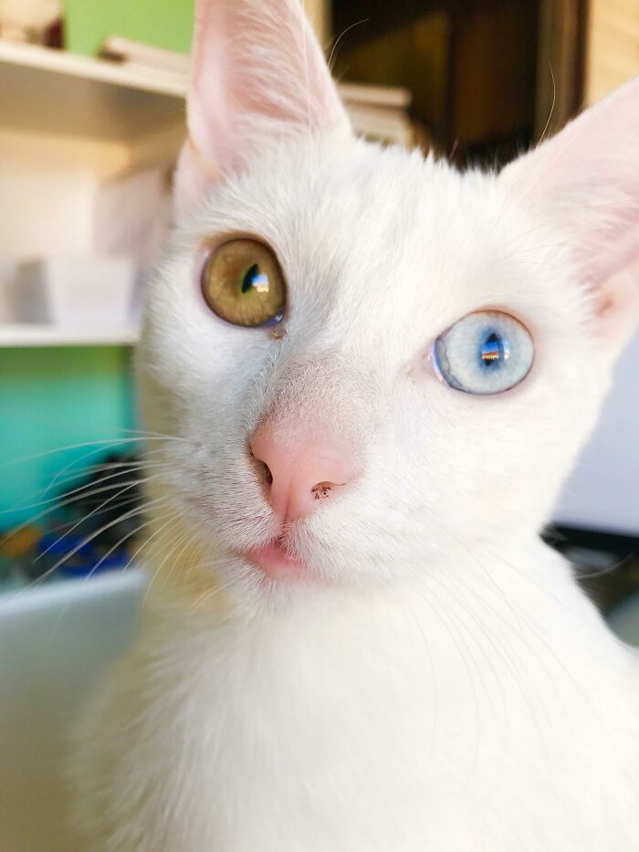 My Little Girl With Heterochromia Iridium. She Is Also Deaf In One Ear, A Common Genetic Mutation In White Cats With Blue Eyes