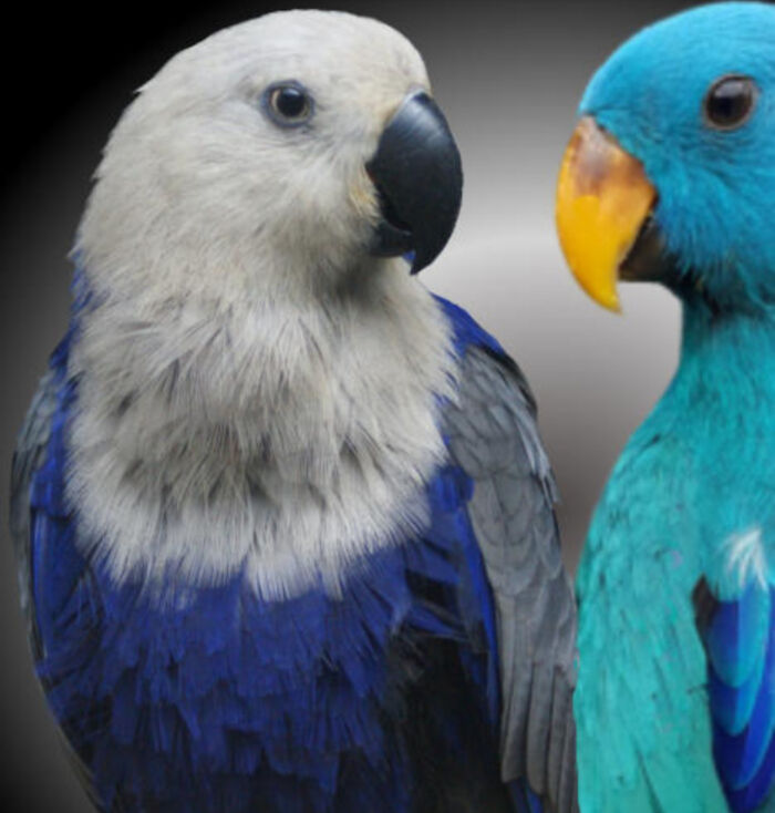 Male And Female Eclectus With Blue Mutation
