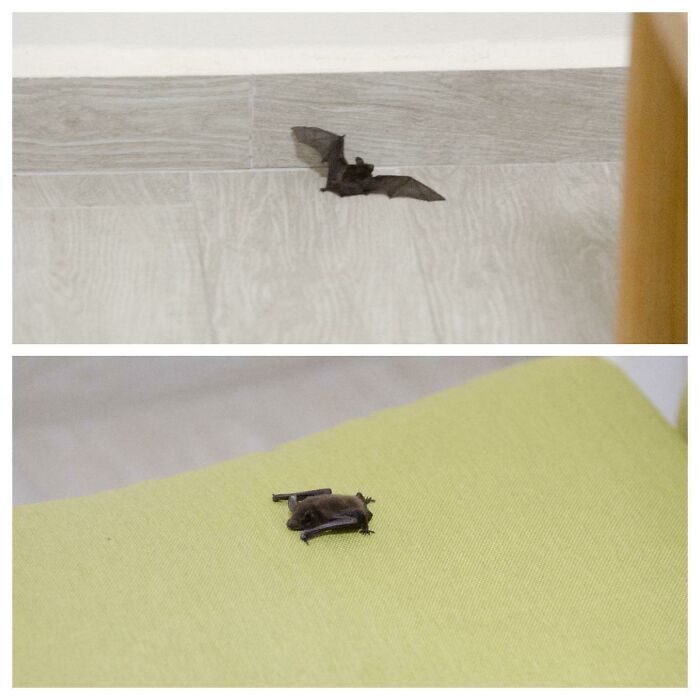 A Bat Flew Into My Room And It's Now Chilling On My Couch
