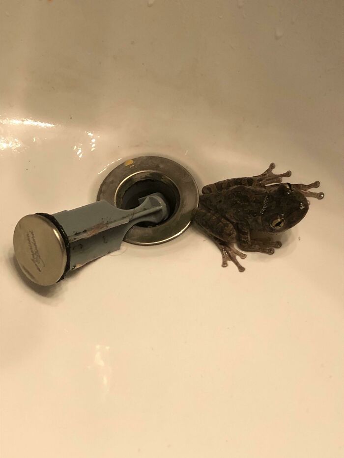 My Drain Was Blocked So I Pulled It Up And A Frog Came Out