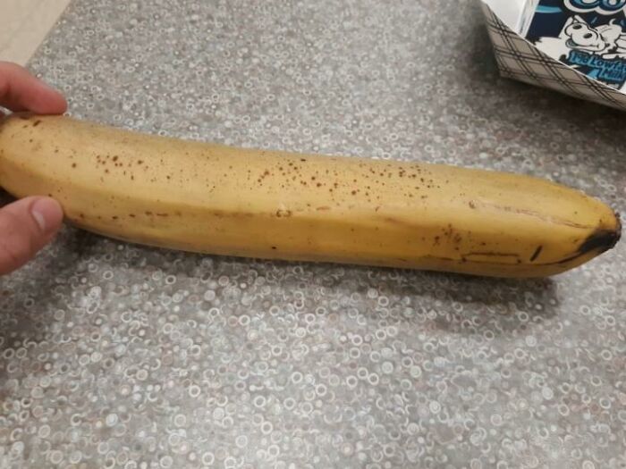 My School Is Serving These Massive Straight Bananas (About 12 Inches)