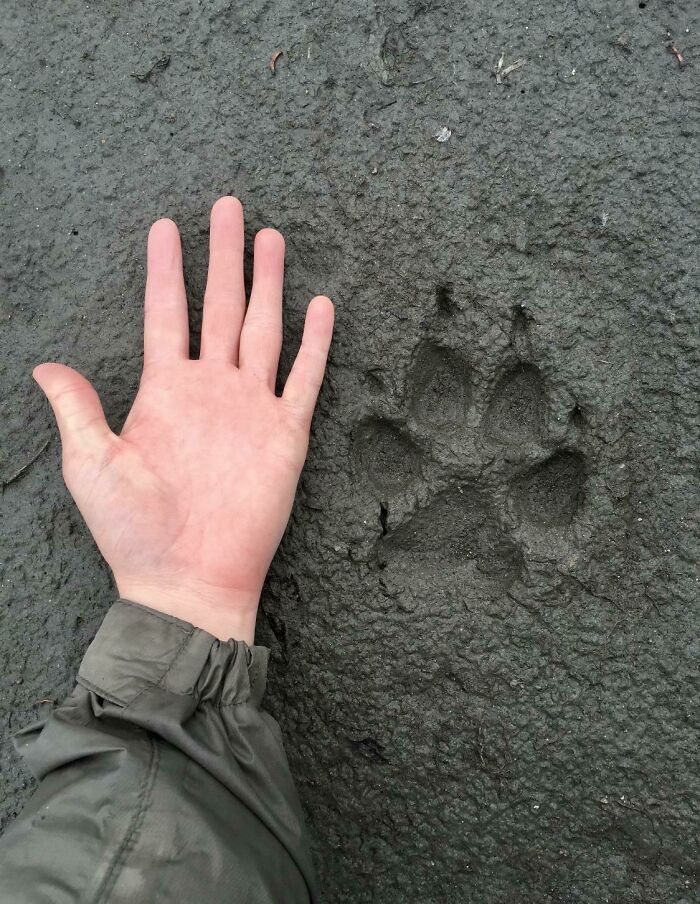Huella de lobo fresca que encontré mientras estaba perdido en Denali, Alaska
