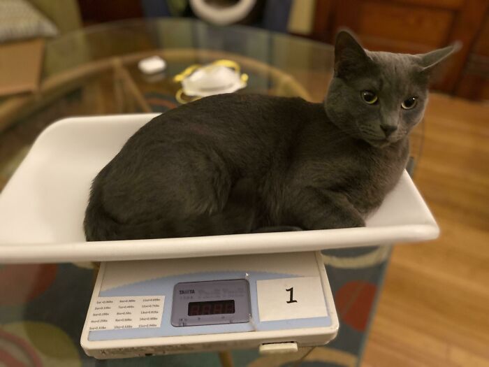 Gave Up After 20 Minutes Of Trying To Weigh Him On The Take-Home Scale. I Came Back To Find Him Lounging Like This