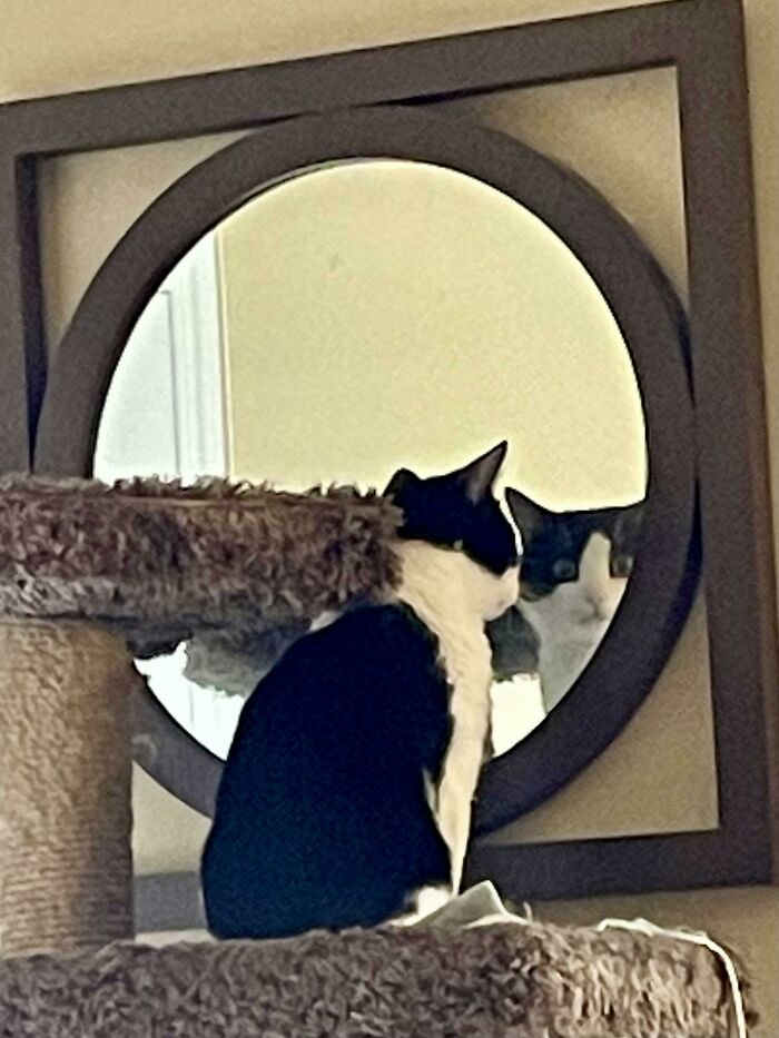 He Has Discovered His Superpower Of Staring At Us Through The "Wall Portal"