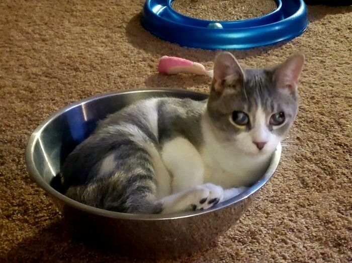 She Has Several Beds, But She Enjoys This Metal Bowl The Most...