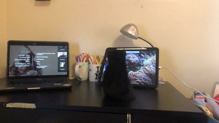 Confession: I Can’t Do A Zoom Class Without Putting In A Movie For My Cat So He Can Feel Busy Too