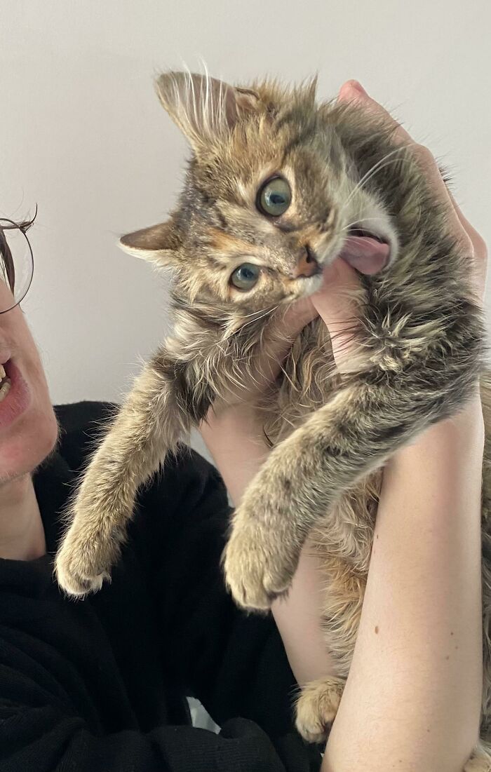 I Was Told This Belongs Here - Our Kitten’s A Bit Crazy