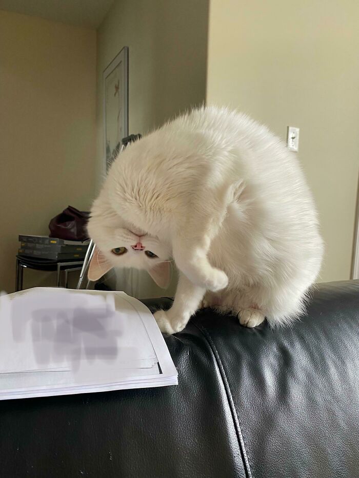 Winston, Trying And Failing To Understand Court Documents