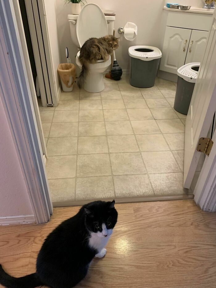 Parents Just Sent Me This Saying Our Cat Has Been Chilling On The Toilet Lately? Our Other Cat Is Confused Too