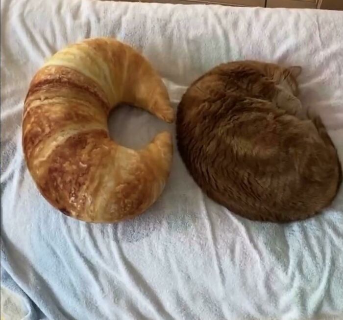 Whats Wrong With This Cat?he Thinks He Is A Croissant