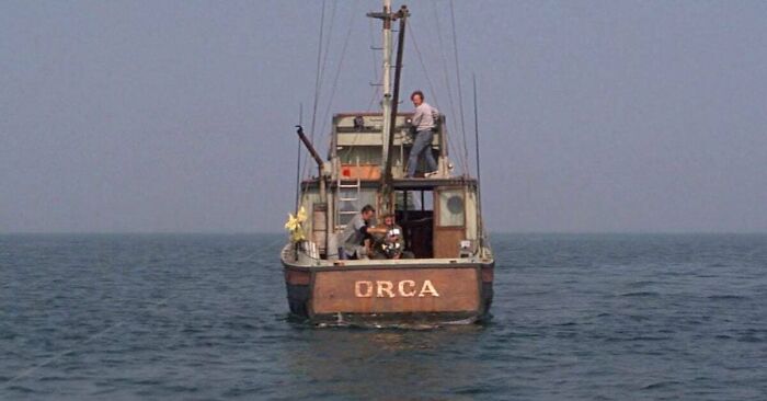 In Jaws (1975) - Quint Goes To Hunt The Shark In His Boat Orca. Orcas In Real Life, Otherwise Known As Killer Whales, Actively Hunt Great White Sharks To Kill Them