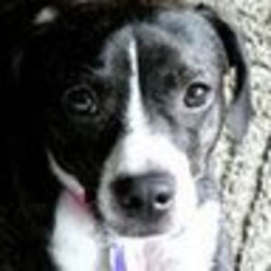 mindlesscontemplations avatar