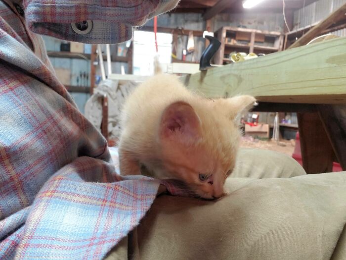 Found This Little Guy Huddled Up Against My Woodshop This Morning. So I Guess I Have A New Shop Cat