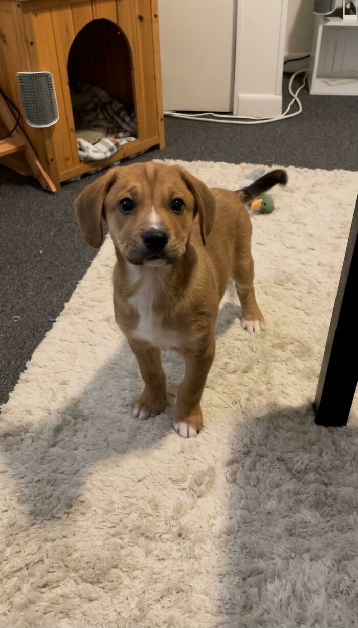 My Girlfriend And I Are Moving Into A New Apartment That Allows Dogs, And The Day We Signed The Lease, Went Out And Got This Little Guy. Meet Duke!