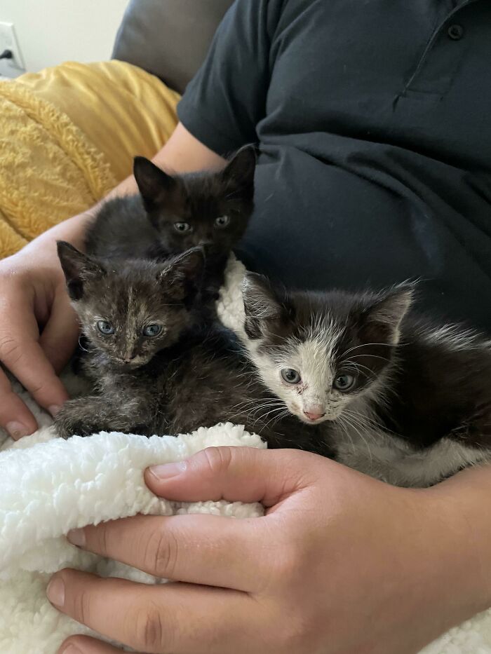 Just Rescued Three New Kittens