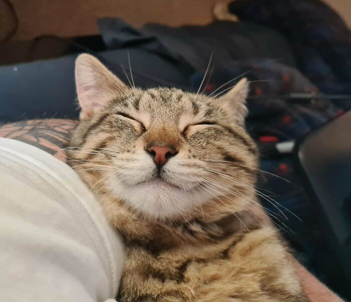 Does My Stray Kitty Look Happy With His New Home?
