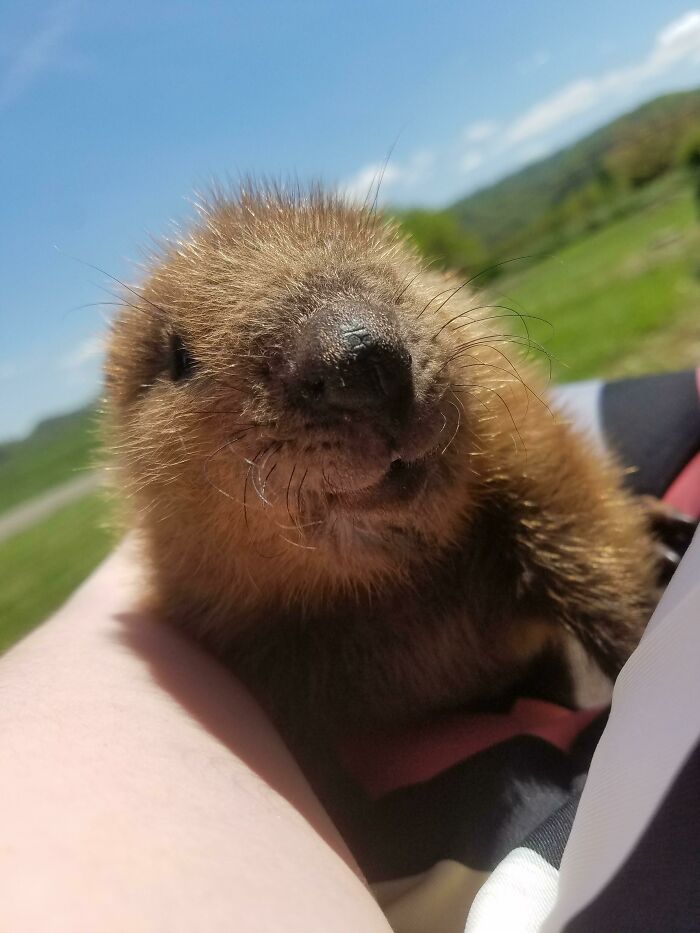 Displaced Baby Beaver Happy To Be Rescued And Rehabilitated